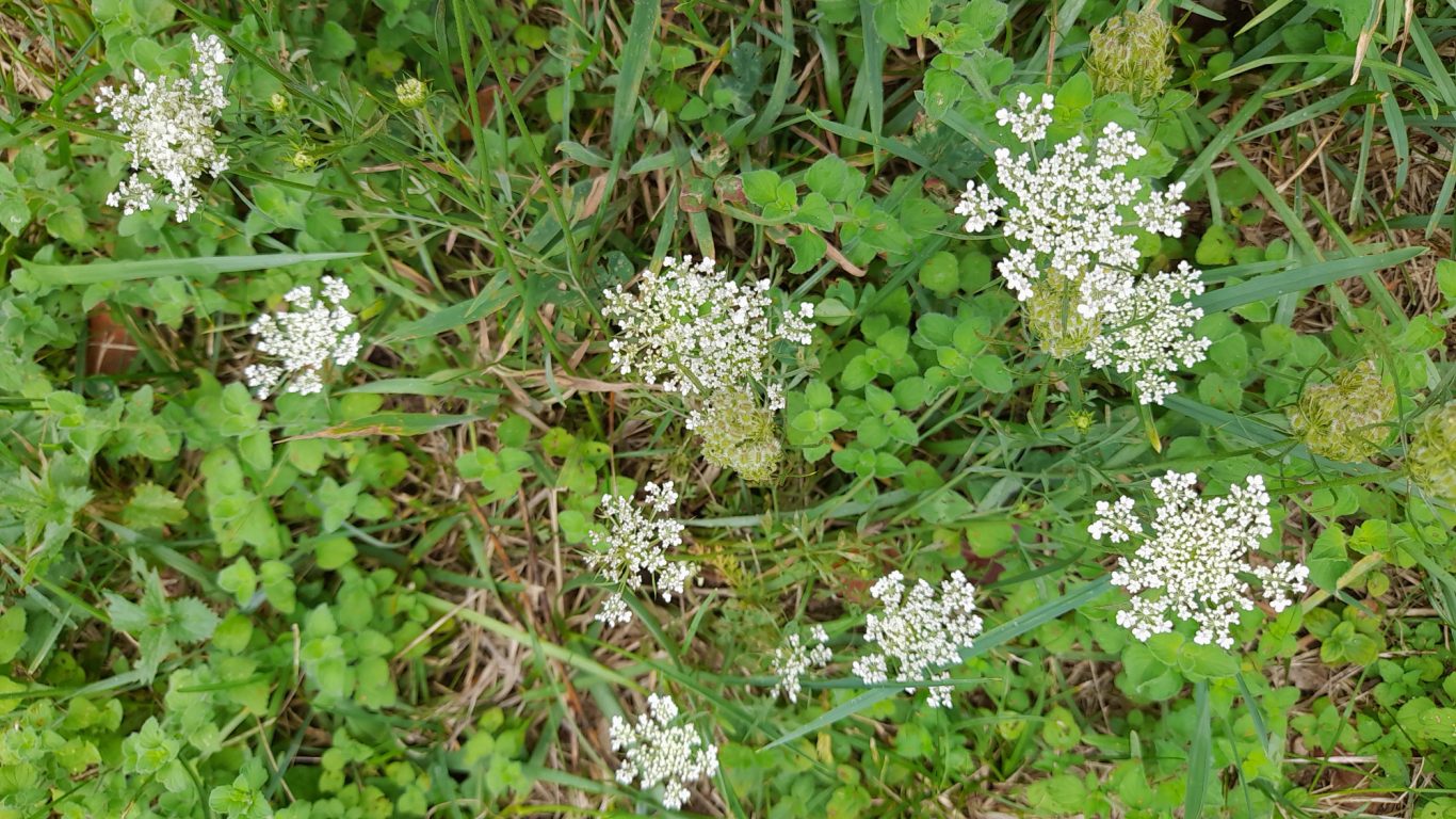 Carotte sauvage Fleurs de carotte sauvage