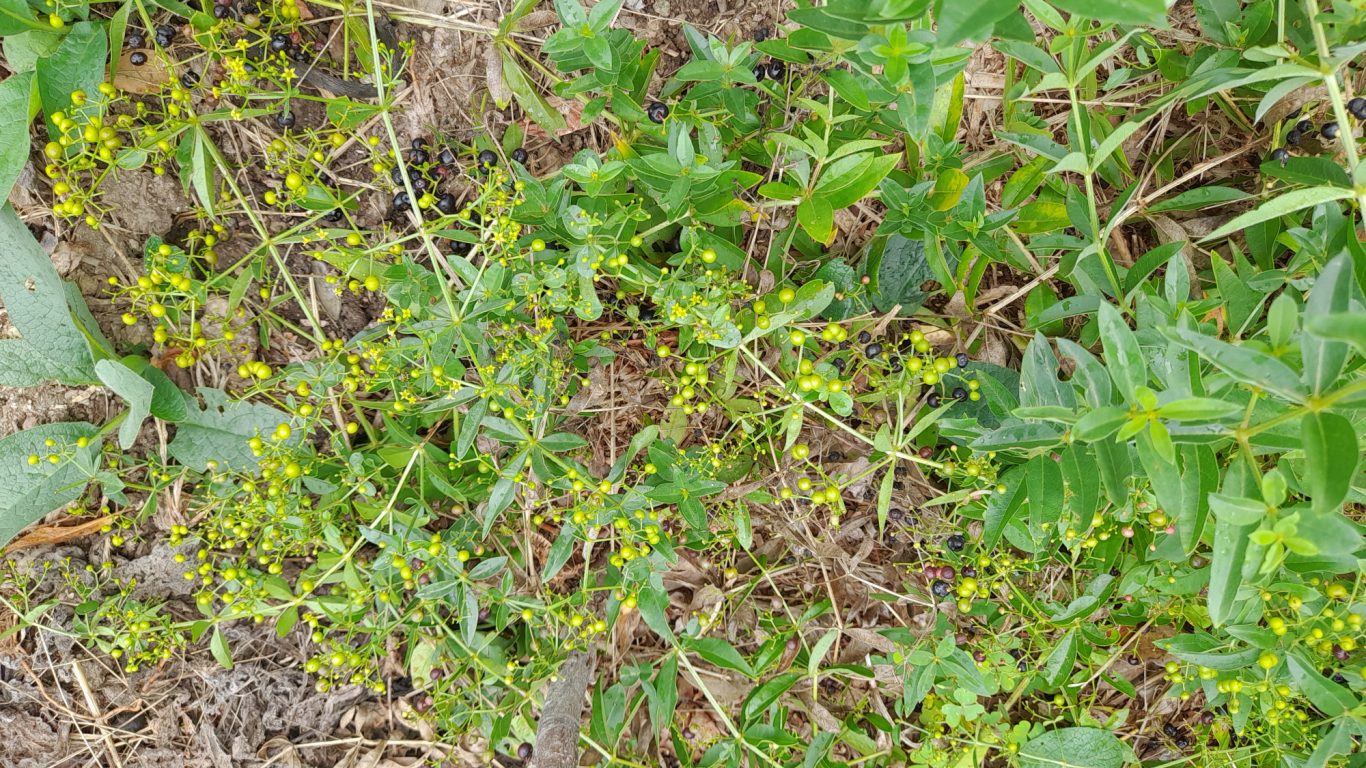 Garance des teinturiers Garance des teinturiers cultivée