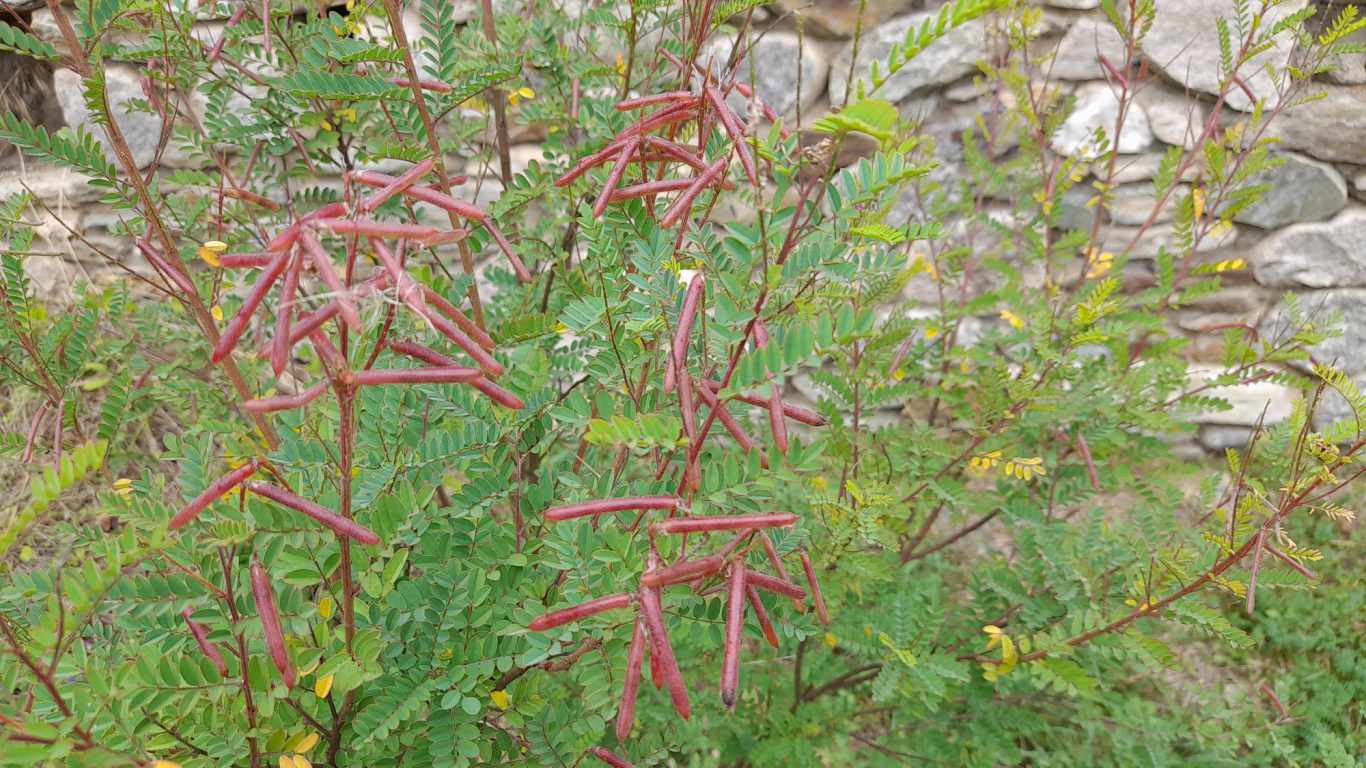 Indigotier Indigotier et fruits