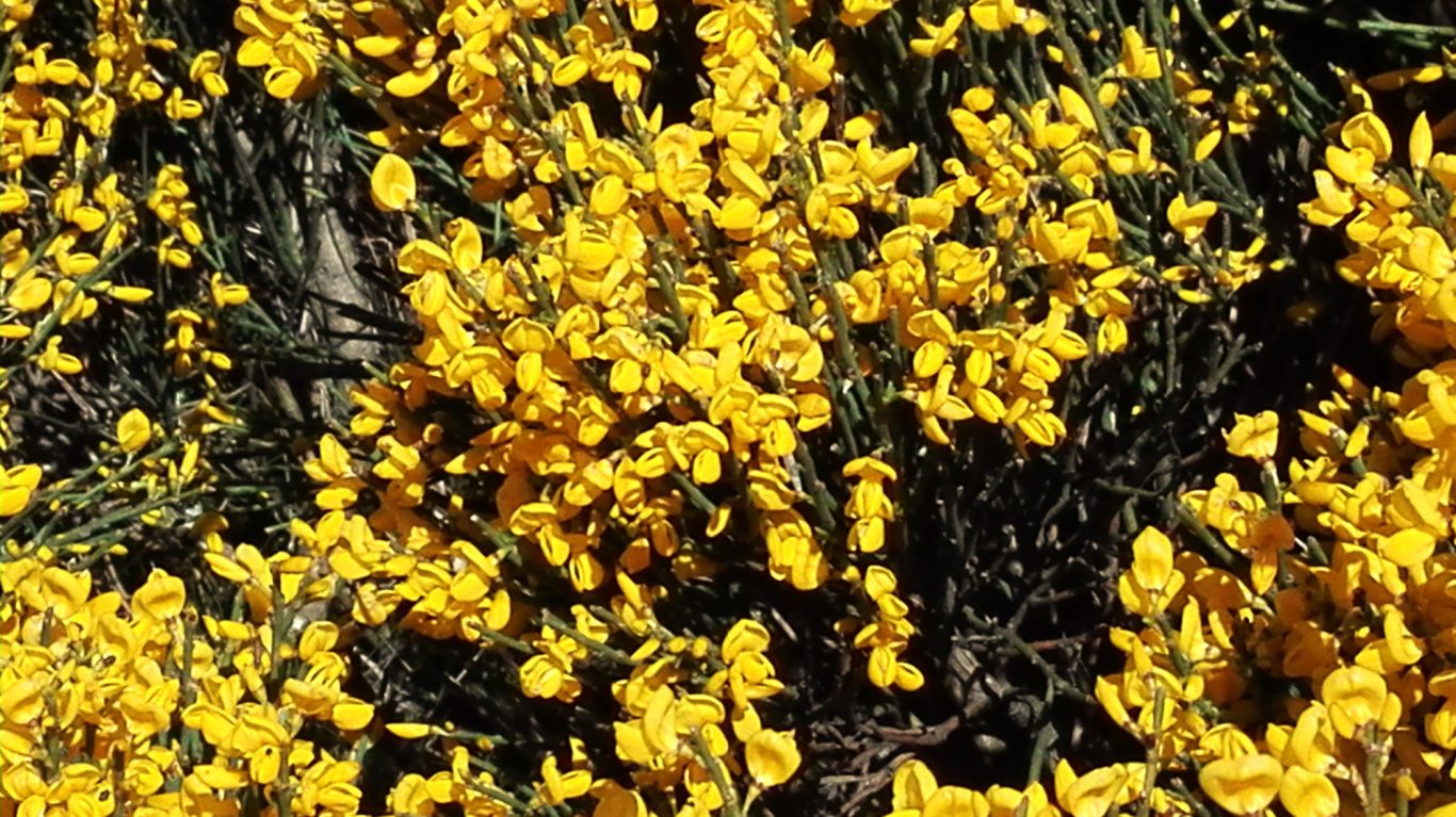 Genêt Genêt en fleurs