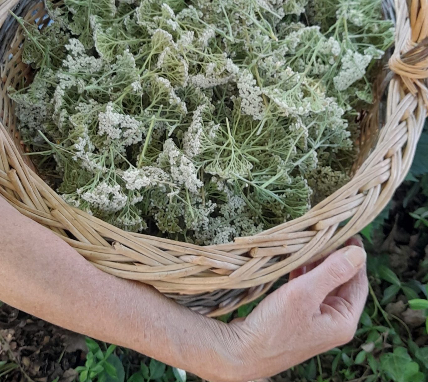 Achillée millefeuille panier rempli d'achillée millefeuille
